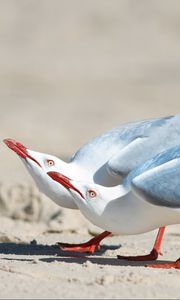 Preview wallpaper seagulls, birds, couple