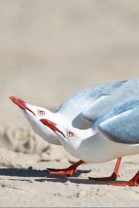 Preview wallpaper seagulls, birds, couple