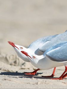 Preview wallpaper seagulls, birds, couple