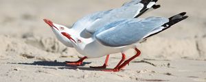 Preview wallpaper seagulls, birds, couple