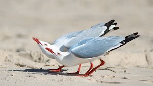 Preview wallpaper seagulls, birds, couple