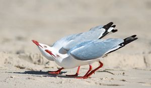 Preview wallpaper seagulls, birds, couple