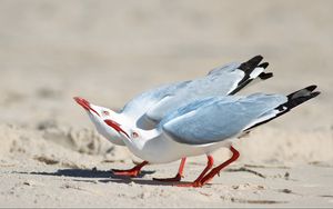 Preview wallpaper seagulls, birds, couple