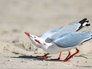 Preview wallpaper seagulls, birds, couple