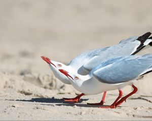 Preview wallpaper seagulls, birds, couple