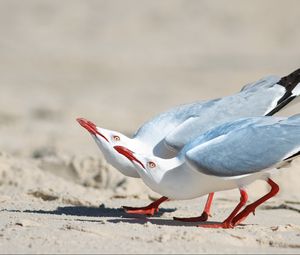 Preview wallpaper seagulls, birds, couple