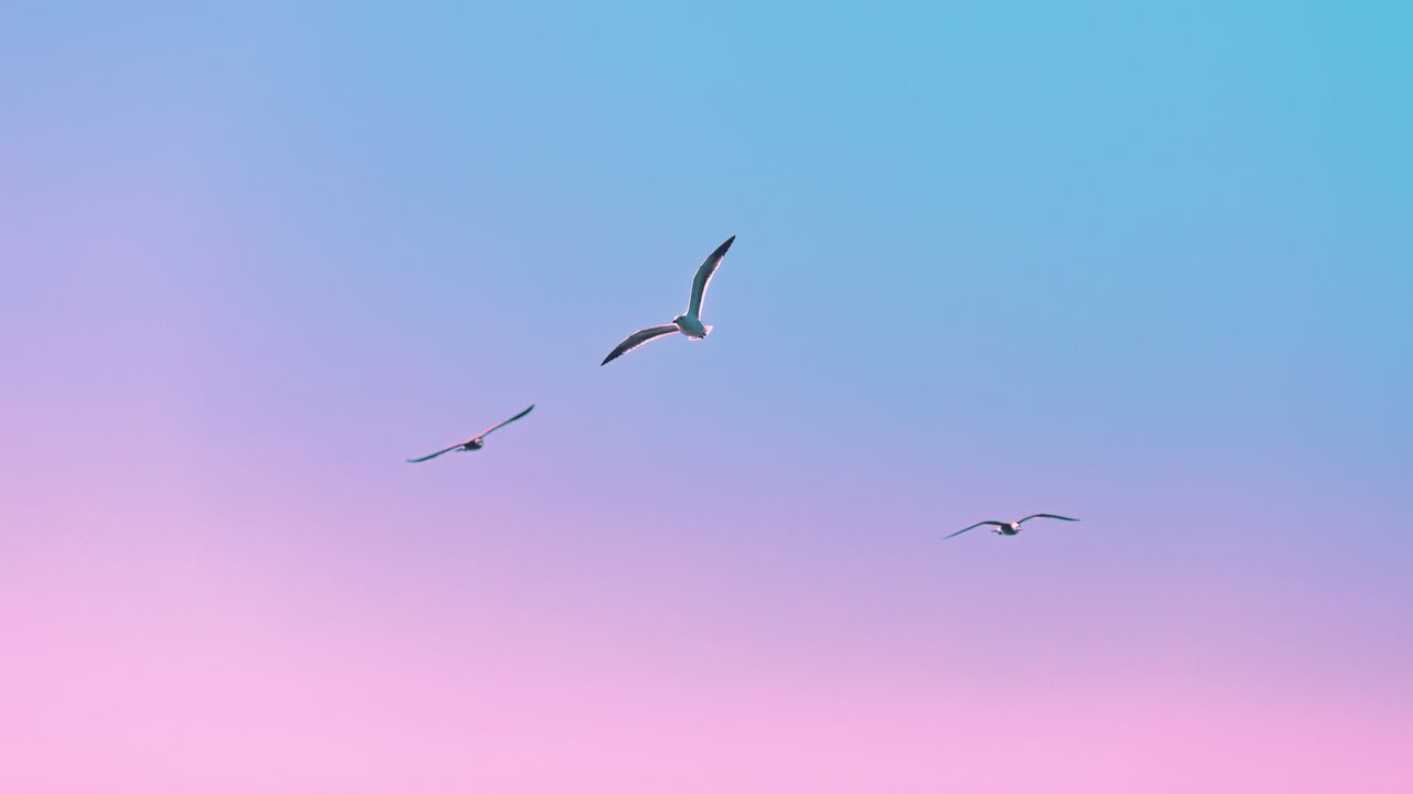 Wallpaper seagulls, birds, flight, gradient