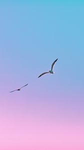 Preview wallpaper seagulls, birds, flight, gradient