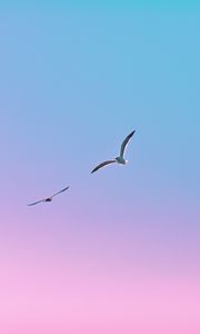 Preview wallpaper seagulls, birds, flight, gradient