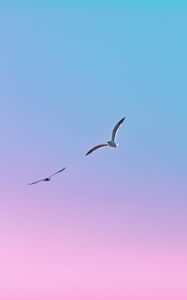 Preview wallpaper seagulls, birds, flight, gradient