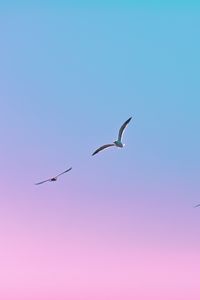 Preview wallpaper seagulls, birds, flight, gradient