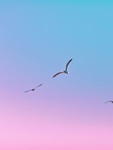 Preview wallpaper seagulls, birds, flight, gradient