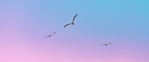 Preview wallpaper seagulls, birds, flight, gradient