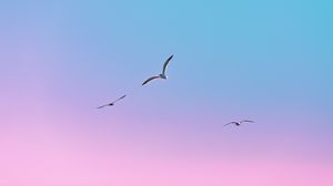 Preview wallpaper seagulls, birds, flight, gradient