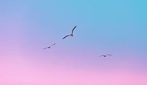 Preview wallpaper seagulls, birds, flight, gradient