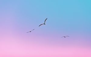 Preview wallpaper seagulls, birds, flight, gradient