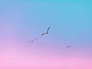 Preview wallpaper seagulls, birds, flight, gradient