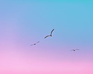 Preview wallpaper seagulls, birds, flight, gradient