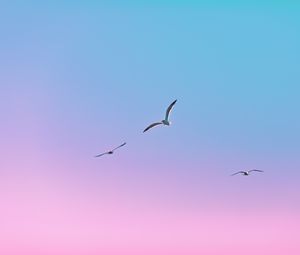 Preview wallpaper seagulls, birds, flight, gradient