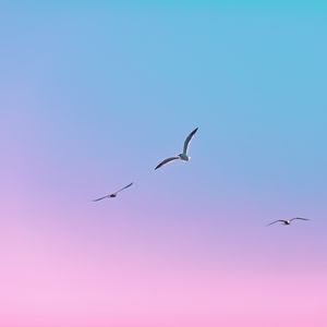 Preview wallpaper seagulls, birds, flight, gradient