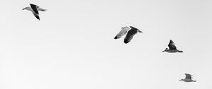 Preview wallpaper seagulls, birds, flying, sky