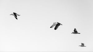 Preview wallpaper seagulls, birds, flying, sky