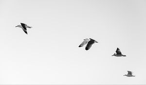 Preview wallpaper seagulls, birds, flying, sky