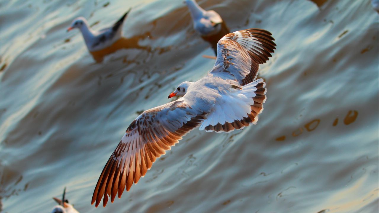 Wallpaper seagulls, birds, flying, sea