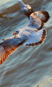 Preview wallpaper seagulls, birds, flying, sea