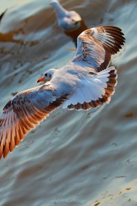 Preview wallpaper seagulls, birds, flying, sea