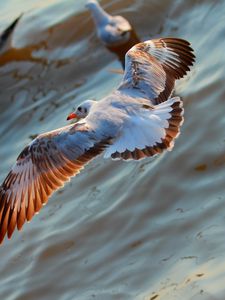 Preview wallpaper seagulls, birds, flying, sea