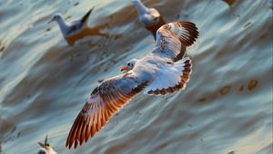 Preview wallpaper seagulls, birds, flying, sea