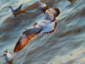 Preview wallpaper seagulls, birds, flying, sea