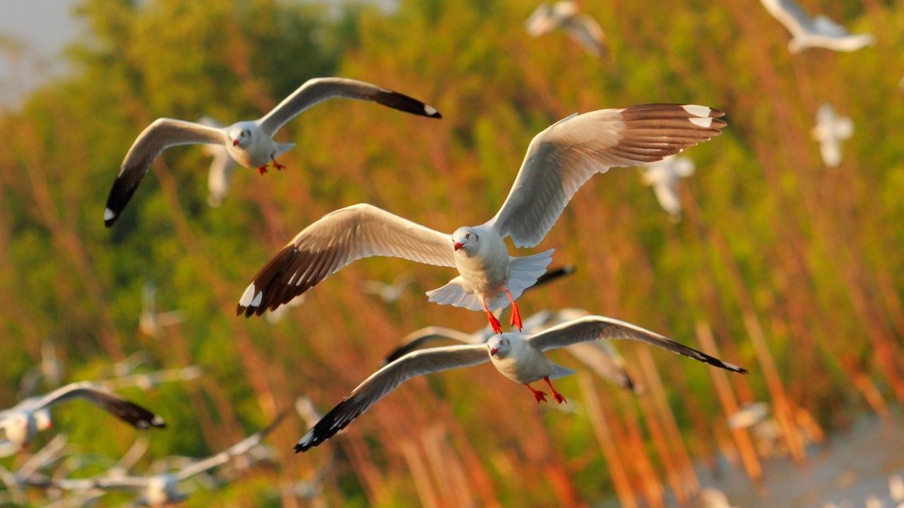 Wallpaper seagulls, birds, flying, sea