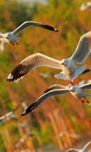 Preview wallpaper seagulls, birds, flying, sea