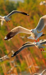 Preview wallpaper seagulls, birds, flying, sea