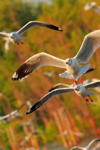 Preview wallpaper seagulls, birds, flying, sea