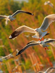 Preview wallpaper seagulls, birds, flying, sea