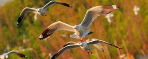 Preview wallpaper seagulls, birds, flying, sea