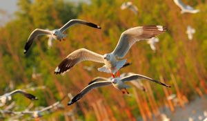 Preview wallpaper seagulls, birds, flying, sea