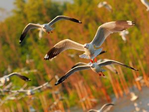 Preview wallpaper seagulls, birds, flying, sea