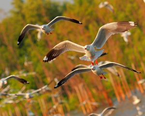 Preview wallpaper seagulls, birds, flying, sea