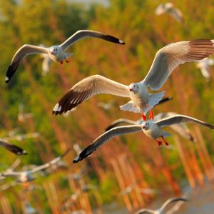 Preview wallpaper seagulls, birds, flying, sea
