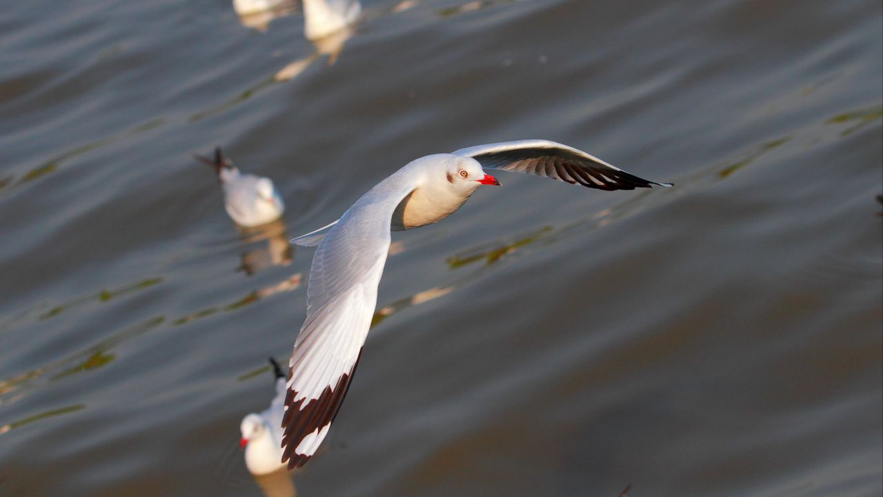 Wallpaper seagulls, birds, flying, flapping