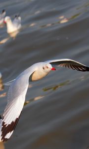 Preview wallpaper seagulls, birds, flying, flapping