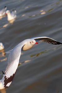 Preview wallpaper seagulls, birds, flying, flapping