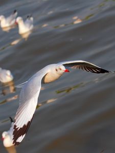 Preview wallpaper seagulls, birds, flying, flapping