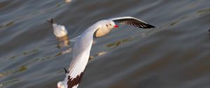 Preview wallpaper seagulls, birds, flying, flapping