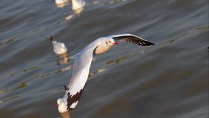 Preview wallpaper seagulls, birds, flying, flapping