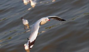 Preview wallpaper seagulls, birds, flying, flapping